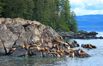 alaska_dyr_soeloever_01