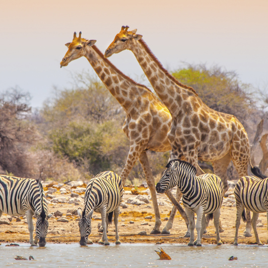 Etosha National Park