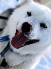 Ilulissat Hundeslaede 769079371
