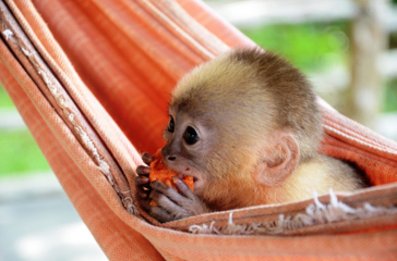 brasilien - amazonas_dyreliv_03