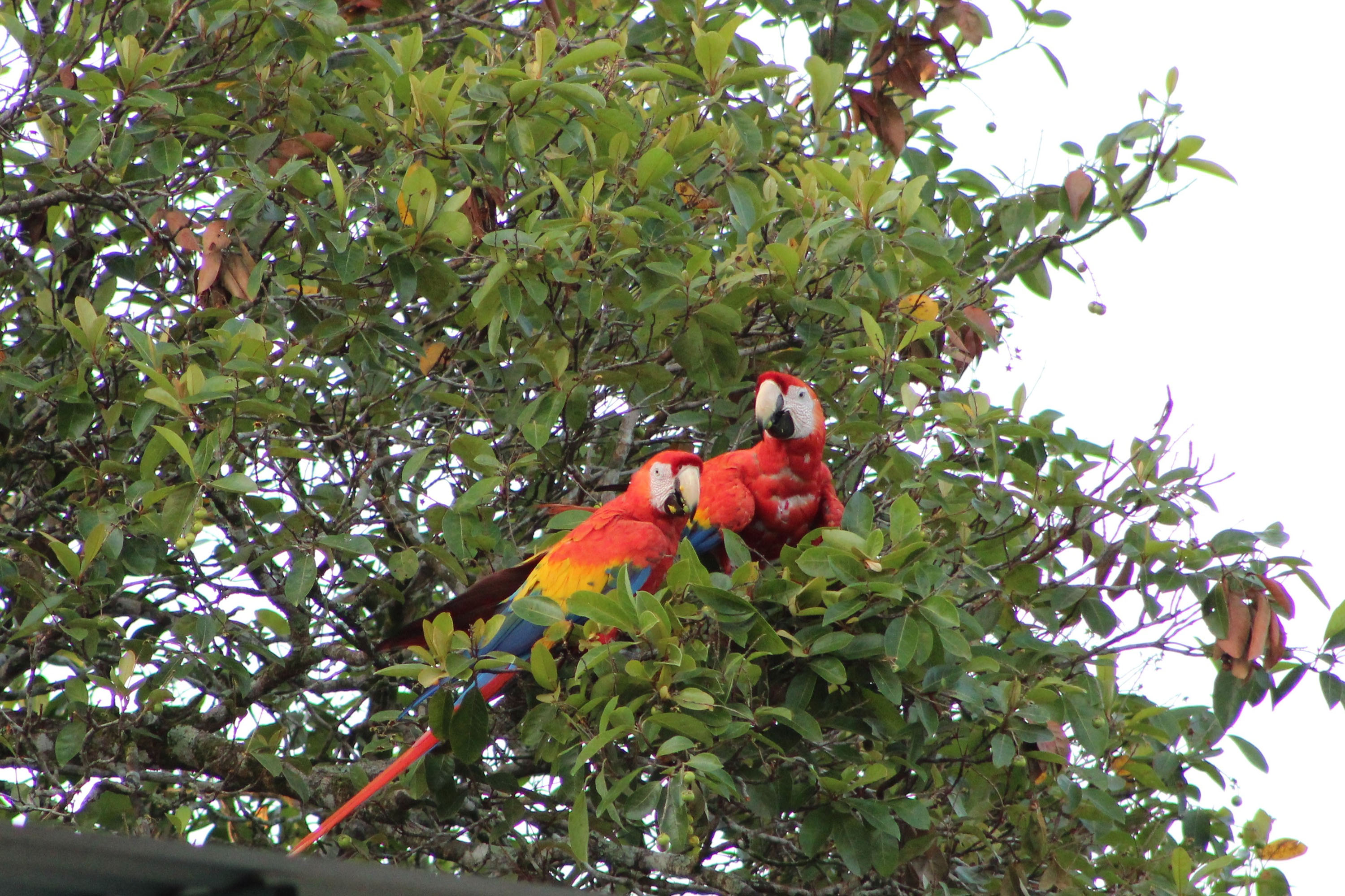 mexico - Palenque_fulge_01