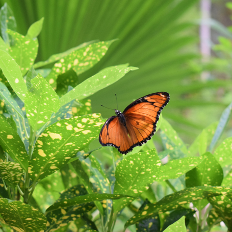 Zanzibar Sommerfugle