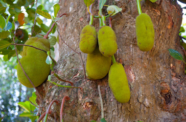sri lanka - elefantæbler