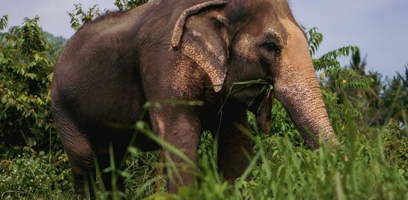 Elefant Står På Græs