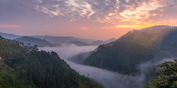 Uganda Bwindi Impenetrable Forest National Park Landscape