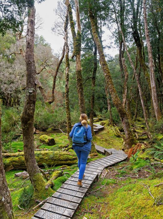 Australien Tasmanien Cradle Mountain Hiker Sti Skov