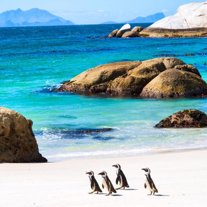 sydafrika - cape town_boulders beach_pingvin_03_HF
