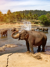 Yala National Park Elefant 04