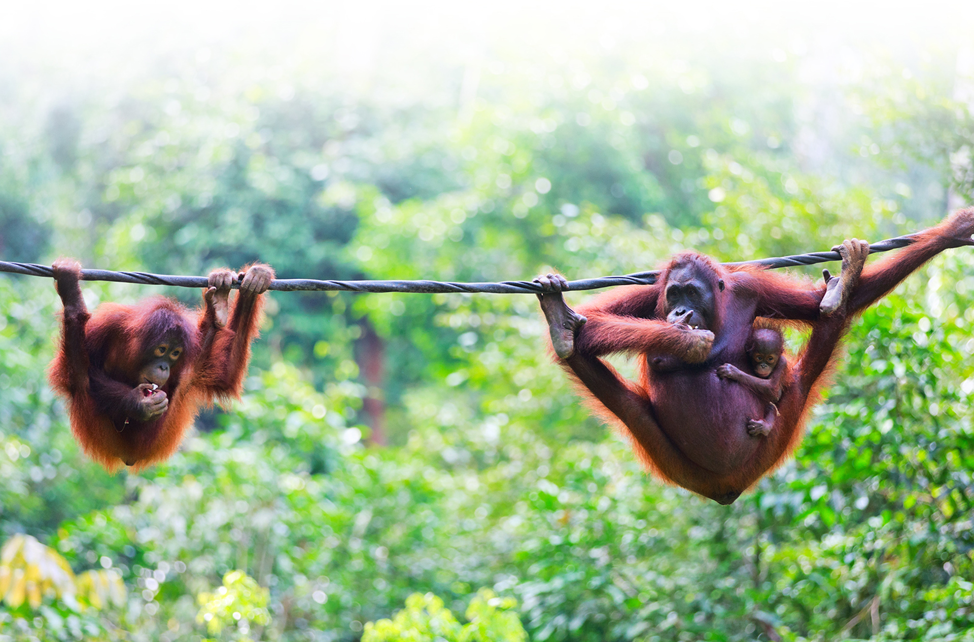 borneo_orangutang_06_effekt