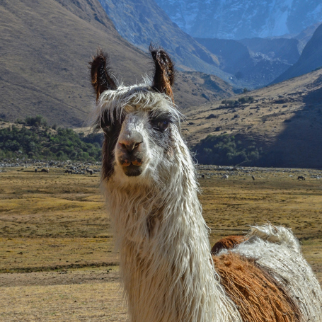 peru - salkantay_lama_01