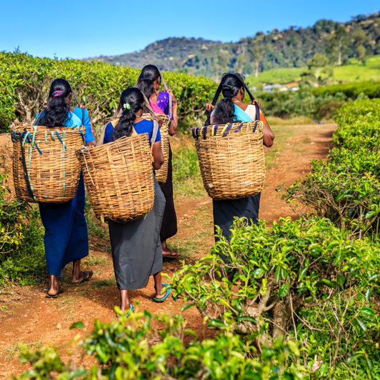 Tamil Teplantage Natur