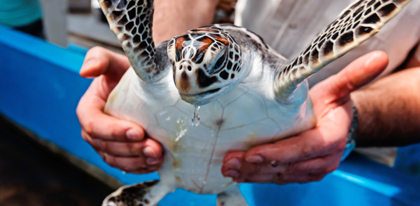 bali - bali_havskildpadde_09