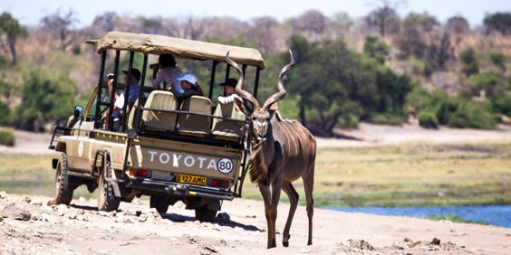 sydafrika - chobe nationalpark_dyr_01