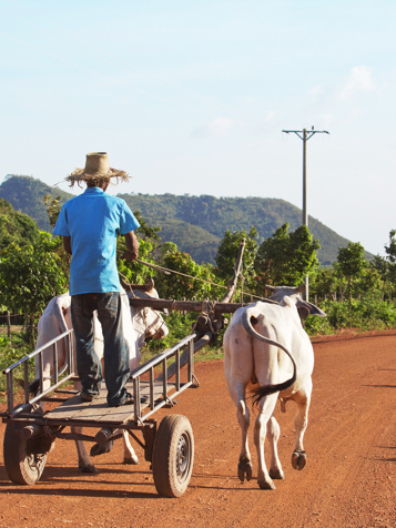 colombia - cambodia_befolkning_mand_okse_01