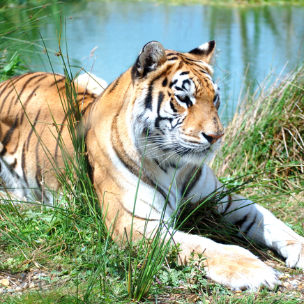 Indien - ranthambore national park_07