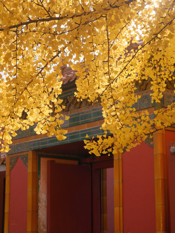 Gyldne blade i Den Forbudte By mellem røde kejsermure