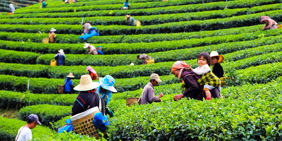 thailand - chiang rai_plantage_03