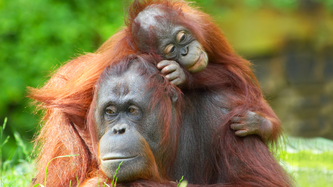 sepilok_borneo_orangutang_mor_baby_03