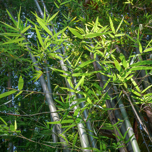 Chiang Mai Bamboo Forest 2599533441