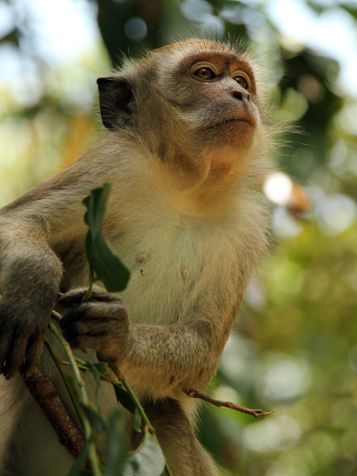 Malaysia Taman Negara Nationalpark Longtailed Macaque Abe 2 3