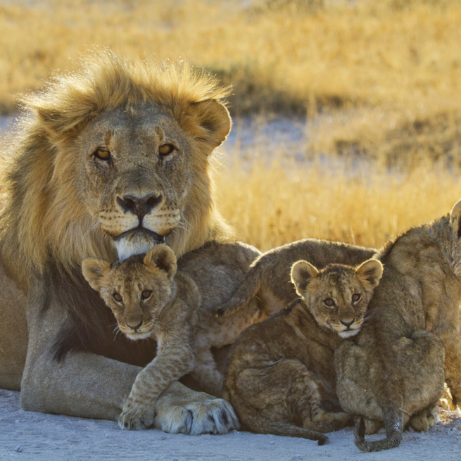 etosha_nationalpark_loeve_02