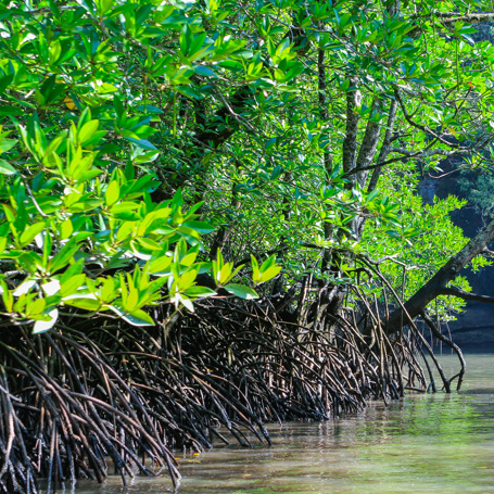 malaysia - langkawi_mangrove_01