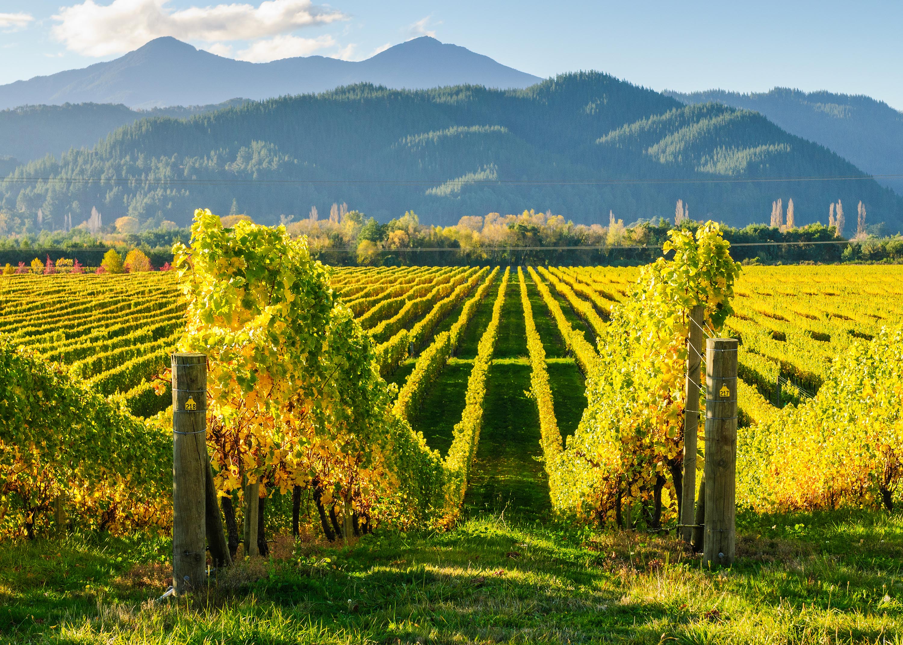 Vi skal naturligvis også besøge et par vingårde og smage de liflige vine