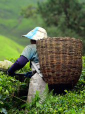 malaysia - cameron highlands_teplantage_13