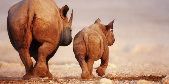 etosha_nationalpark_naesehorn_02