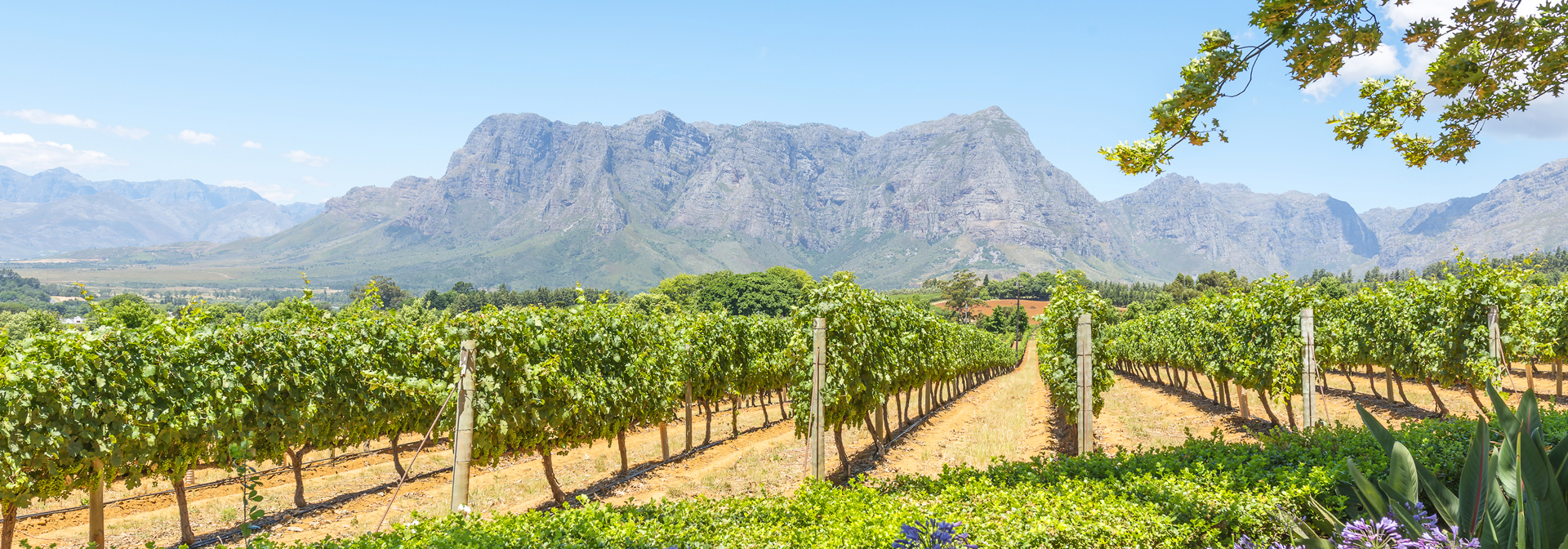 video_sydafrika - franschhoek_vinmark_02