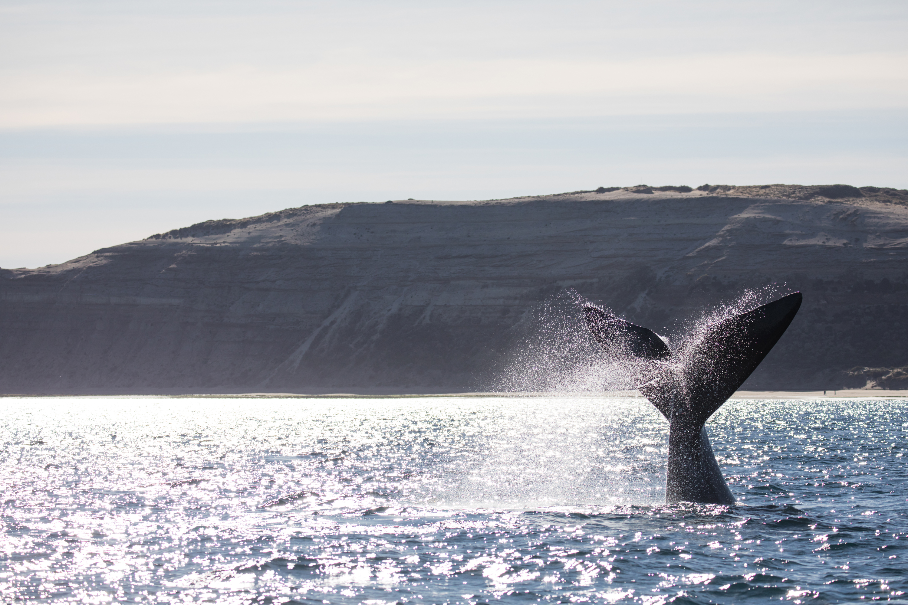 Puerto Madryn Valdes Hval 01 2033005889