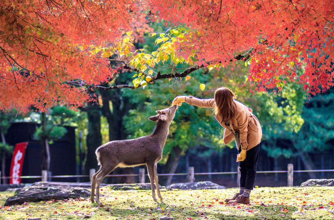 Nara Natur