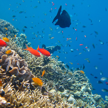 bali - bali_menjangan_snorkling_01