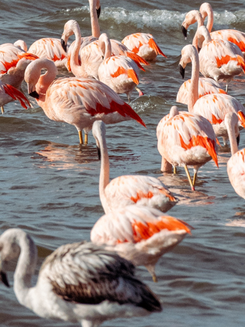 Og med lidt held en flok flamingoer.
