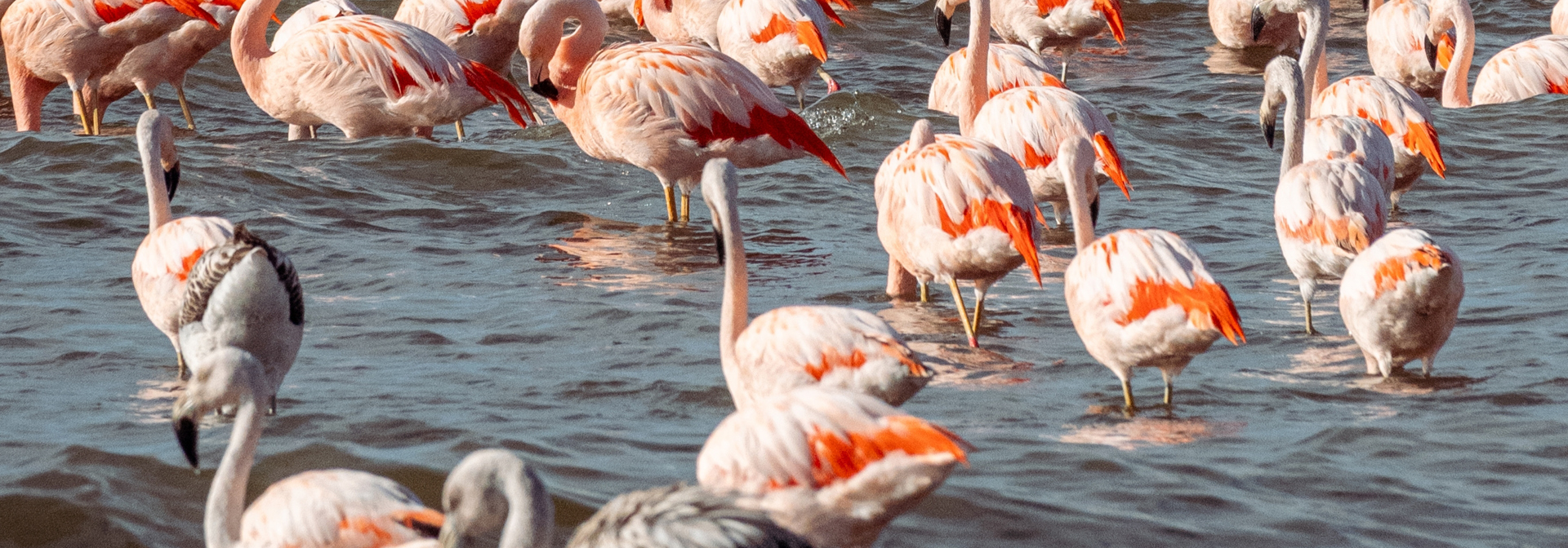 Puerto Madryn Valdes Flamingoer 2352606067