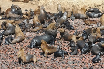 peru - ballesta oeerne_sael_06
