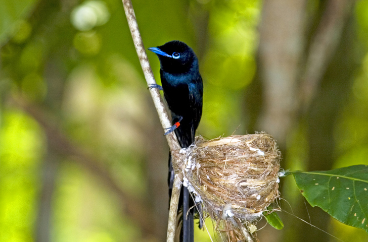 seychellerne - seychellerne_paradise_flycatcher_fugl_01