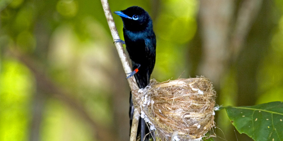 seychellerne - seychellerne_paradise_flycatcher_fugl_01
