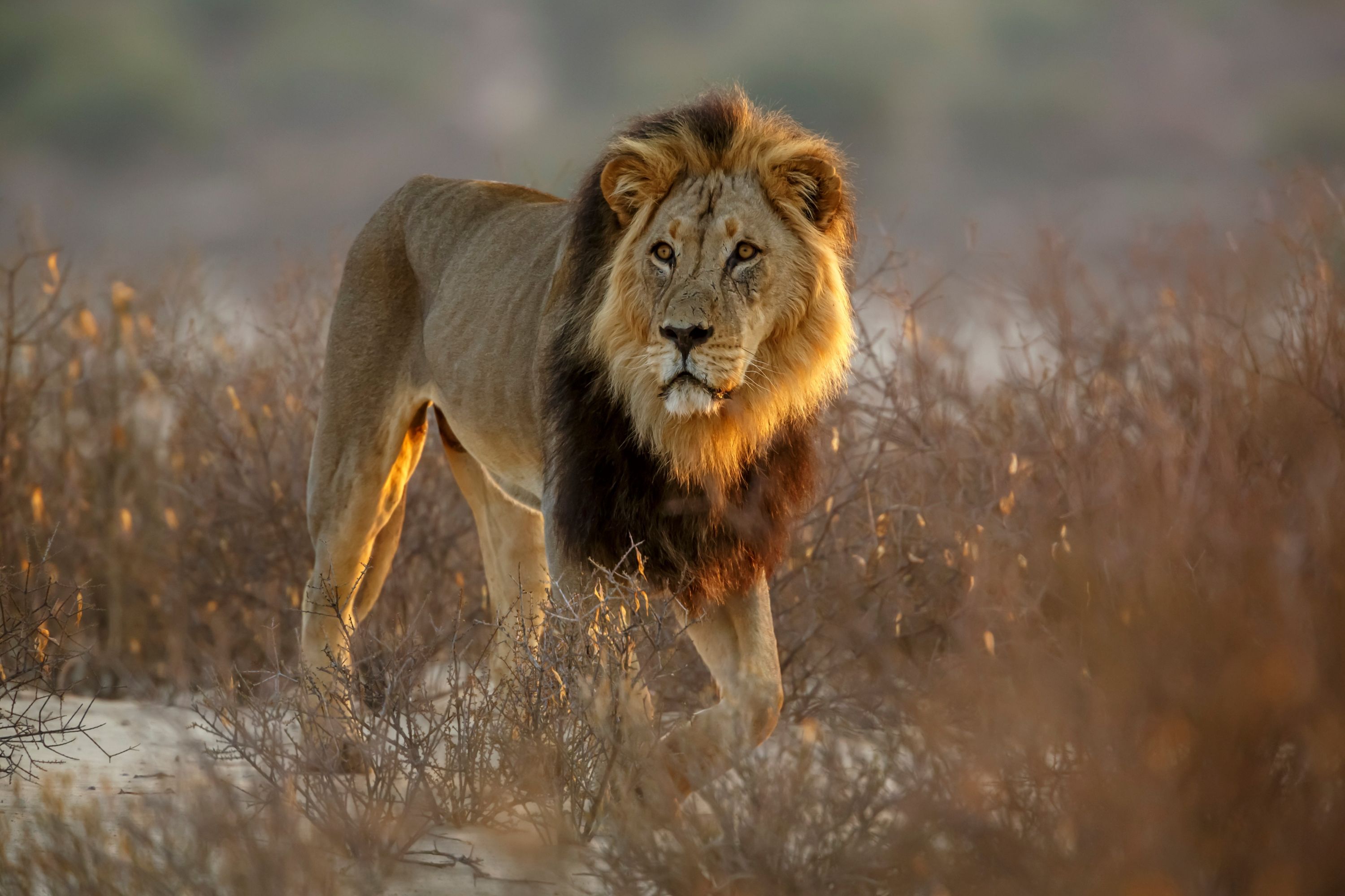 Kgalagadi Sortmanket Løve 2261559973