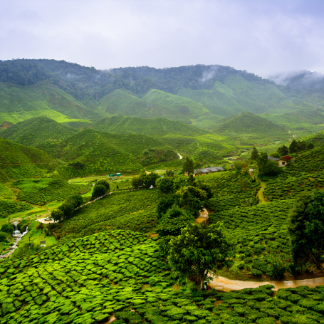 Teplantage Indien 01