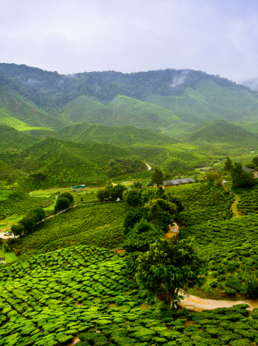 Teplantage Indien 01