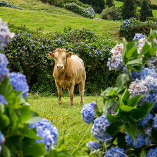 sao jorge_landbrug_ko_01