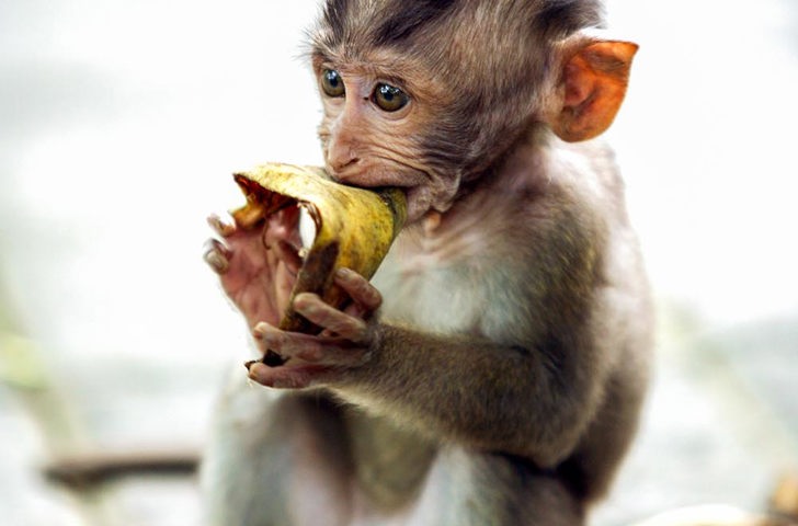 bali - ubud_monkey forrest_05_HF