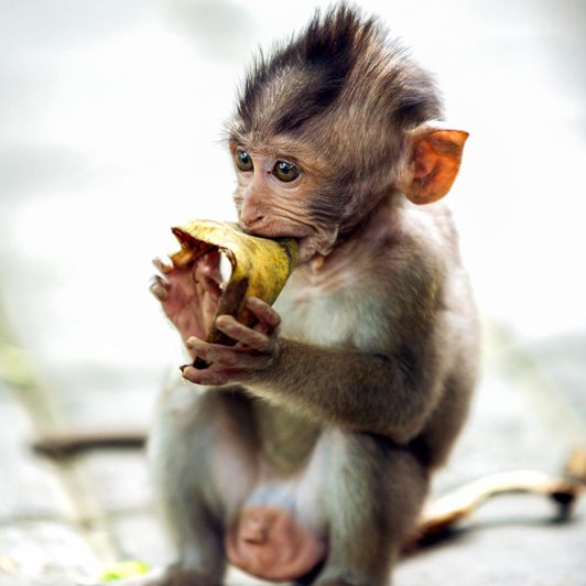 bali - ubud_monkey forrest_05_HF