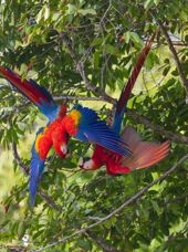 Costa Rica Osa Peninsula Scarlet Macaw Parrots Playing Upside Down In Tree