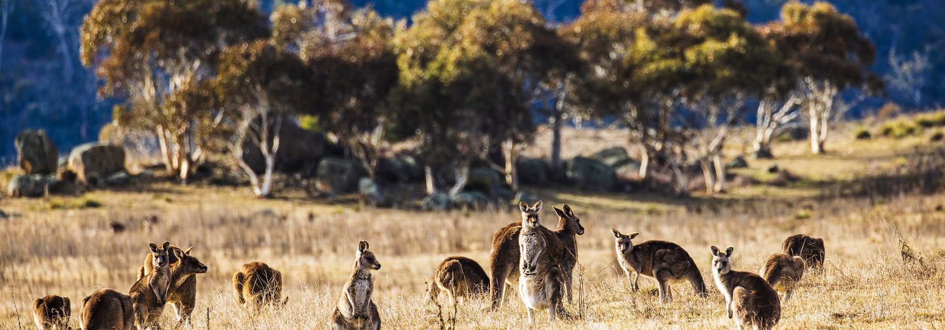 Keanguru GT 2177382466