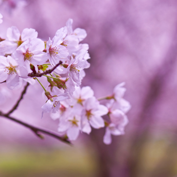 japan - japan_sakura_kisebaertrae_02