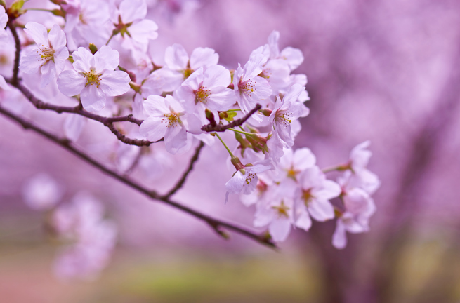 japan - japan_sakura_kisebaertrae_02