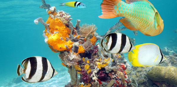 cuba - cuba_dykning_koral_01