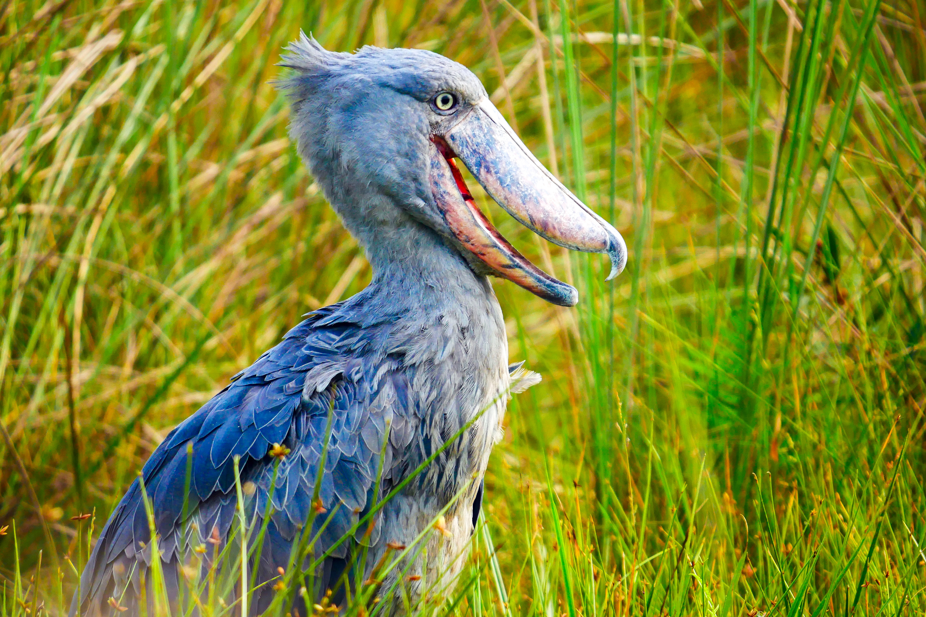 Uganda Entebbe Mabamba Swamp Lake Victoria Shoebill Bird